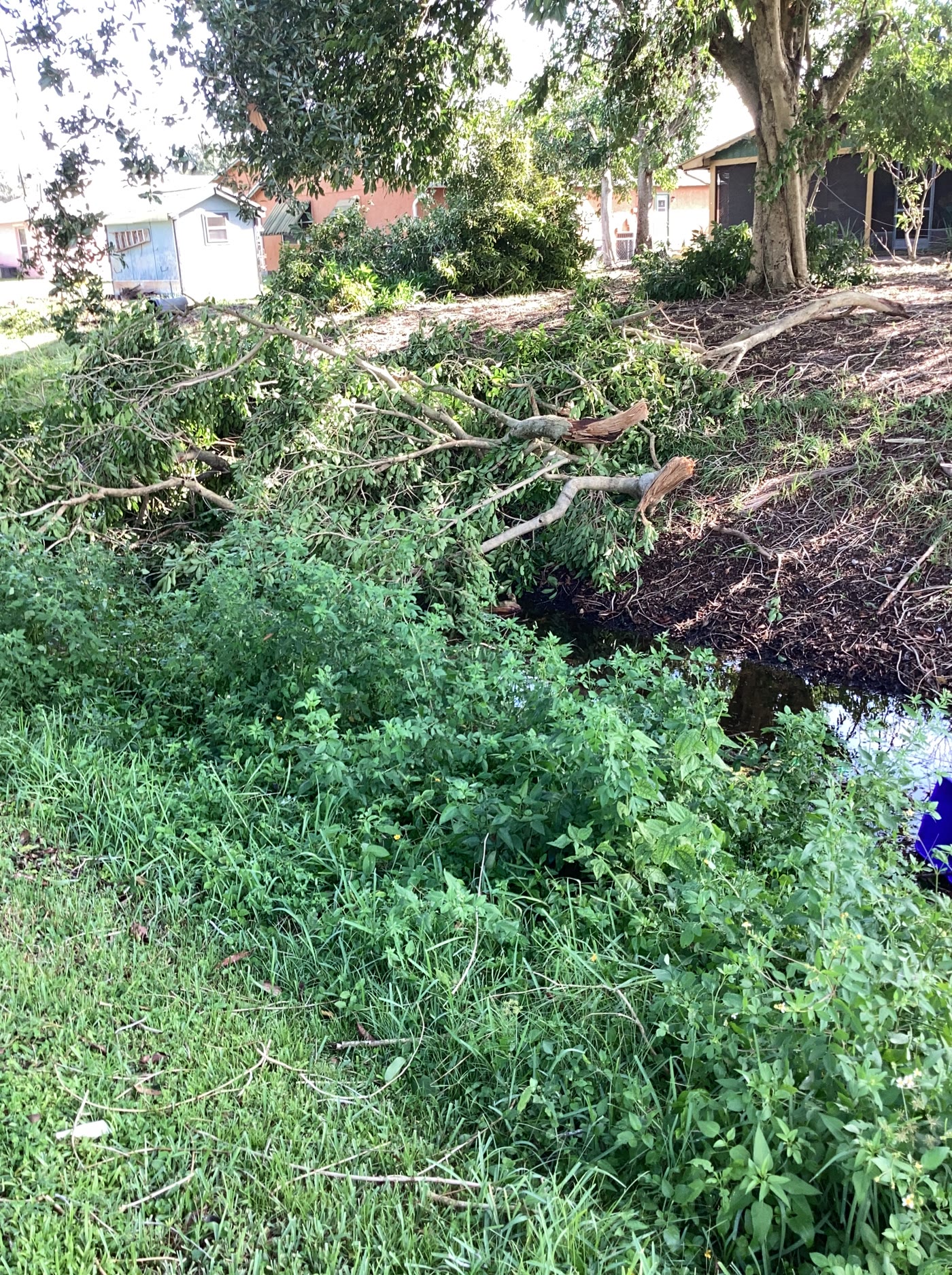 Large broken tree limbs covering a yard in Port St. Lucie after the August 23 EF-0 tornado.